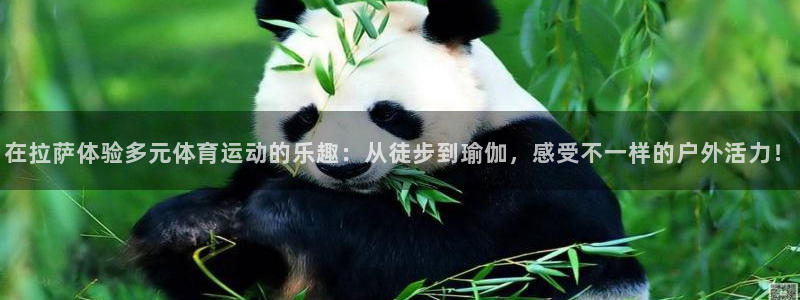 10款xc60：在拉萨体验多元体育运动的乐趣：从徒步到瑜伽，感受不一样的户外活力！